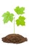 Green sapling of young maple