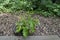 Green sapling of young oak-tree or Quercus grow from old trunk in the natural old West park