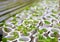 Green saplings in white flowerpots. Growing plant from seed. Flower sapling in plastic pot.