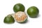Green satsuma fruit