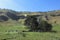 Green Savana with blue sky