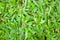 Green Savannah Tropical Carpet Grass Field