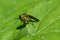 Green Sawfly consuming another small insect