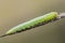 Green sawfly larva sits on a dry blade of grass