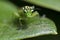 Green sawfly on a leaf