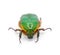 Green scarab beetle - Euphoria limbalis - extreme detail closeup isolated on white background front face view