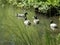 Green scenary. A group of male ducks on the rivers water