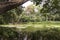 Green Sceneries of The Botanical Garden of Medellin in Antioquia, Col.