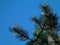 Green Scotch pine twig with long green needleswithlk0456TREWWQQ6T566655LL`WQ blue sky.