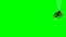 Green screen animated subscribe spider and web
