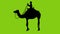 Green screen video animated silhouette of a person riding a camel walking
