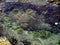 Green sea anemones in beach rock pool