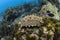 Green sea cucumber, Galapagos Islands, Eastern Pacific