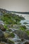 Green Sea Grass On Rocks On An Indian Ocean. Green moss on Rock at Beach Sand