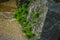 Green Sea Grass On Rocks On An Indian Ocean. Green moss on Rock at Beach Sand