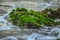 Green Sea Grass On Rocks On An Indian Ocean. Green moss on Rock at Beach Sand