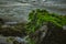 Green Sea Grass On Rocks On An Indian Ocean. Green moss on Rock at Beach Sand