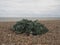 Green Sea Kale growing on a pebble shingle beach at the coast