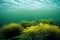 Green sea plants under blue water seascape.