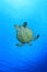 Green sea turtle