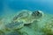 Green Sea Turtle