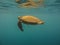 Green sea turtle