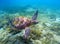 Green sea turtle above seaweeds. Tropical nature of exotic island.