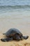 Green sea turtle on the beach on the island of Kauai Hawaii