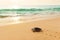 Green Sea Turtle on the beach at sunrise