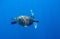 Green sea turtle in blue water photo. Wild sea turtle underwater. Oceanic animal in wild nature. Summer vacation trip