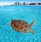 Green sea Turtle Caribbean sea surface Cancun