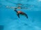 Green sea turtle Chelonia mydas ascends to the surface to breathe for air