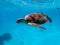 Green sea turtle Chelonia mydas ascends to the surface to breathe for air