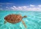 Green sea Turtle Chelonia mydas Caribbean