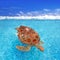 Green sea Turtle Chelonia mydas Caribbean