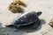 Green sea  turtle Chelonia mydas crawling along the beach. Status  Threatened.  Texas, Gulf of Mexico