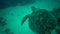 Green sea turtle Chelonia mydas, a diver strokes a turtle lying on the bottom.  Red sea, Marsa Alam, Abu Dabab, Egypt