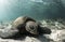 Green sea turtle Chelonia mydas resting on sandy ocean floor