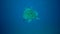 Green sea turtle Chelonia mydas, turtle swims away in blue water