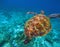 Green sea turtle in clear sea water. Tropical nature of exotic island.