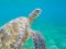 Green sea turtle closeup in shallow sea water. Sea tortoise closeup