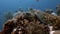 Green Sea Turtle on a coral reef with Anthias and Sweetlips