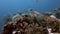 Green Sea Turtle on a coral reef with Anthias and Sweetlips