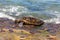 Green sea turtle crawling onto shore