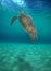 a green sea turtle in the crystal clear waters