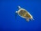green sea turtle in deep blue water while diving in egypt
