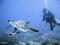 Green sea turtle and diver