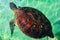 Green sea turtle  an endegered species to be protected