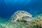 Green sea turtle feeding in a sea grass meadow