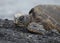 Green Sea Turtle in Hawaii